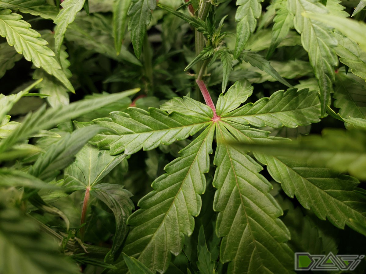Цвет стебля у марихуаны запрещены ли семена конопли законом
